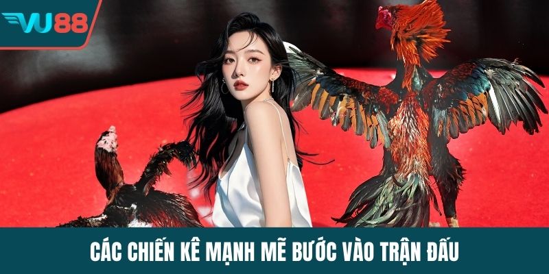 Các chiến kê mạnh mẽ bước vào trận đấu