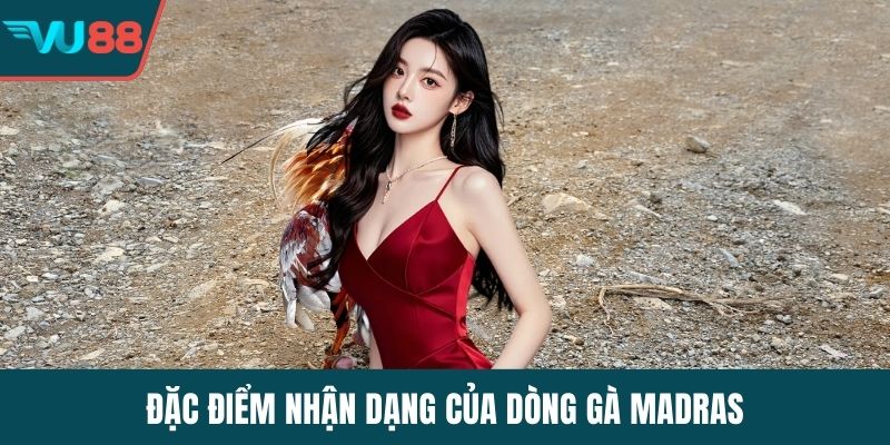 Đặc điểm nhận dạng của dòng gà Madras