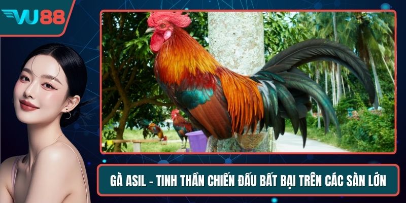 Gà Asil - Tinh Thần Chiến Đấu Bất Bại Trên Các Sàn Lớn