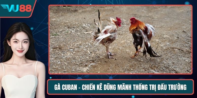 Gà Cuban - Chiến Kê Dũng Mãnh Thống Trị Đấu Trường