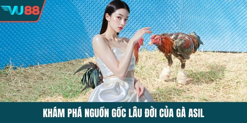Khám phá nguồn gốc lâu đời của gà Asil