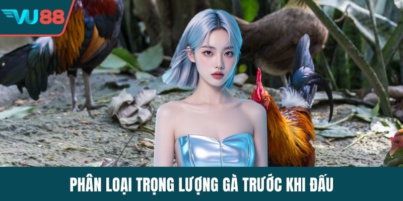 Phân loại trọng lượng gà trước khi đấu