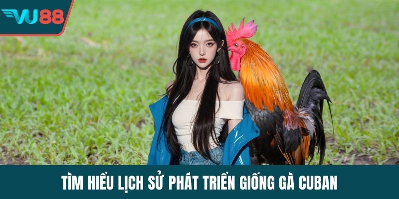 Tìm hiểu lịch sử phát triển giống gà Cuban